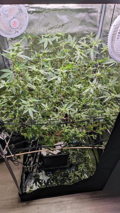 Ayahuasca Purple / Indoor 2025. Week 3