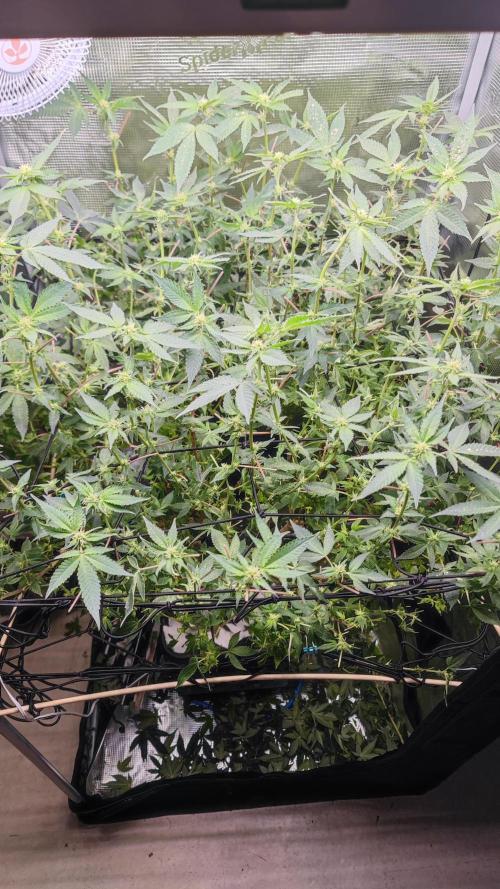 Ayahuasca Purple / Indoor 2025. Week 3