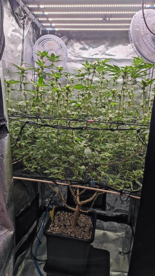 Ayahuasca Purple / Indoor 2025. Week 4