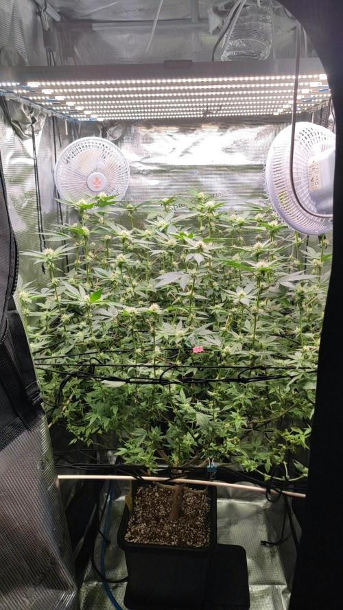 Ayahuasca Purple / Indoor 2025. Week 4