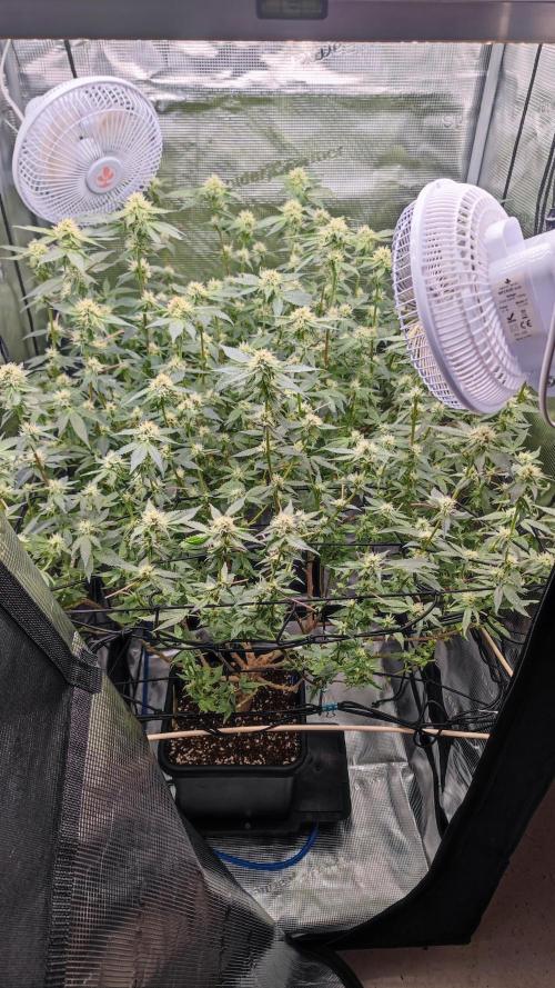 Ayahuasca Purple / Indoor 2025. Week 5