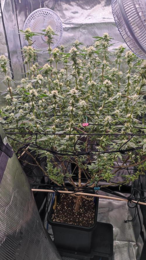 Ayahuasca Purple / Indoor 2025. Week 5