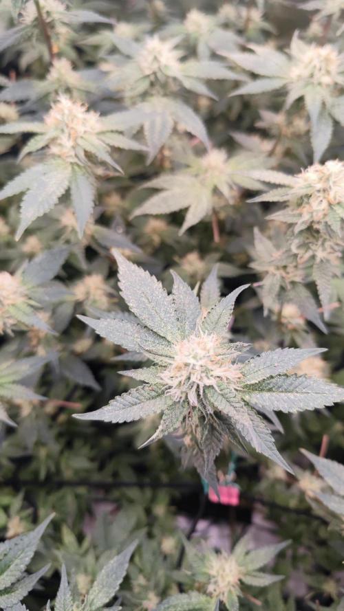 Ayahuasca Purple / Indoor 2025. Week 5