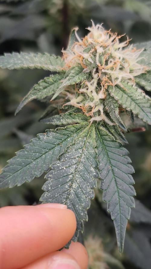 Ayahuasca Purple / Indoor 2025. Week 5