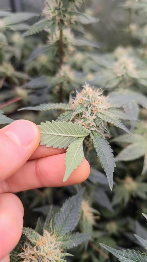 Ayahuasca Purple / Indoor 2025. Week 5