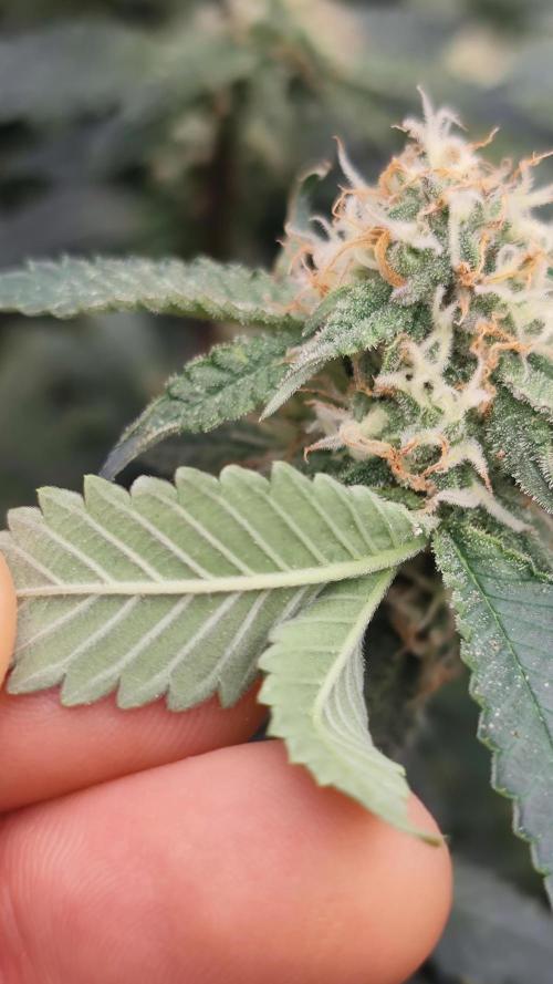 Ayahuasca Purple / Indoor 2025. Week 5