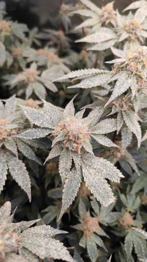Ayahuasca Purple / Indoor 2025. Week 7