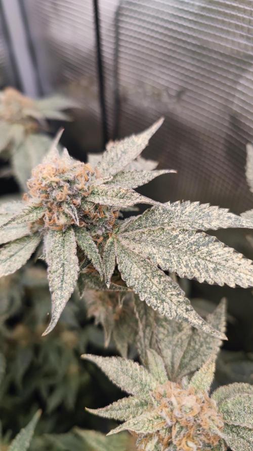 Ayahuasca Purple / Indoor 2025. Week 7
