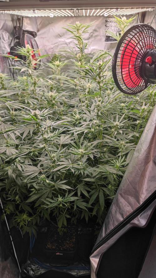 GMO Zkittlez F1 Reg – Ethos | Cycle 2. Week 5