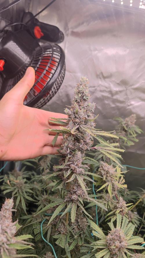 GMO Zkittlez F1 Reg – Ethos | Cycle 2. Week 9