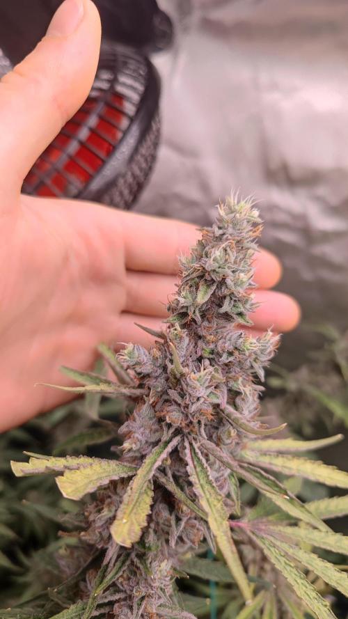 GMO Zkittlez F1 Reg – Ethos | Cycle 2. Week 9