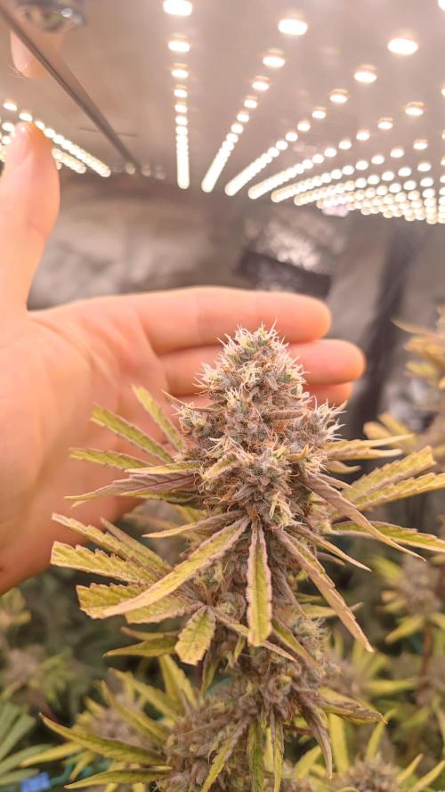 GMO Zkittlez F1 Reg – Ethos | Cycle 2. Week 9