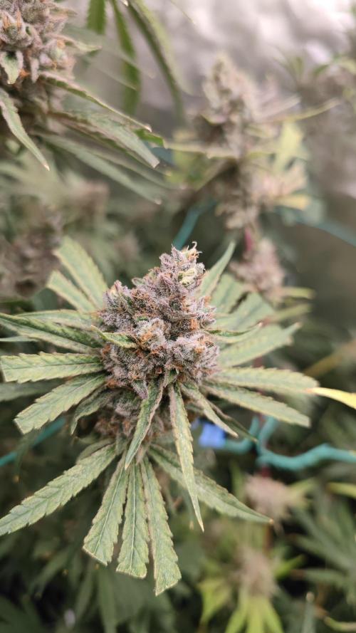 GMO Zkittlez F1 Reg – Ethos | Cycle 2. Week 9