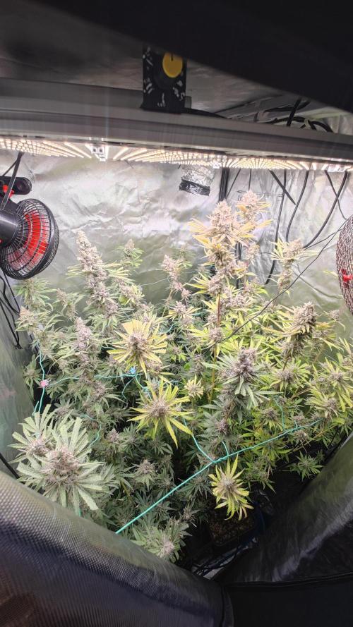 GMO Zkittlez F1 Reg – Ethos | Cycle 2. Week 10