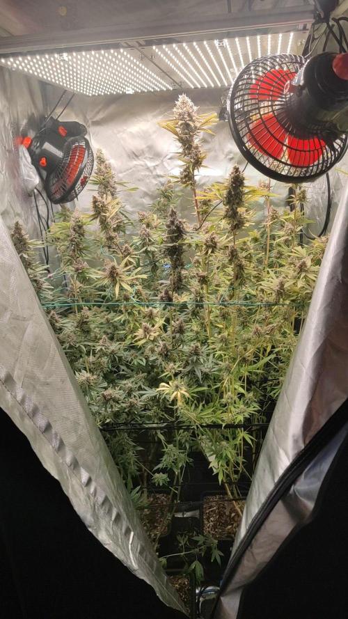 GMO Zkittlez F1 Reg – Ethos | Cycle 2. Week 10