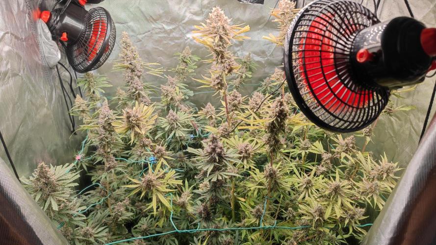 GMO Zkittlez F1 Reg – Ethos | Cycle 2. Week 10