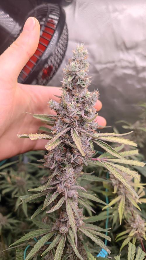 GMO Zkittlez F1 Reg – Ethos | Cycle 2. Week 10