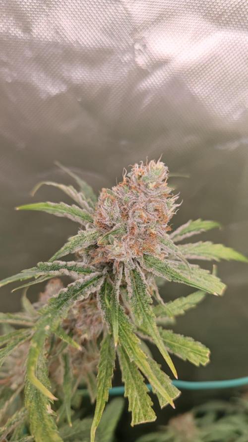 GMO Zkittlez F1 Reg – Ethos | Cycle 2. Week 10