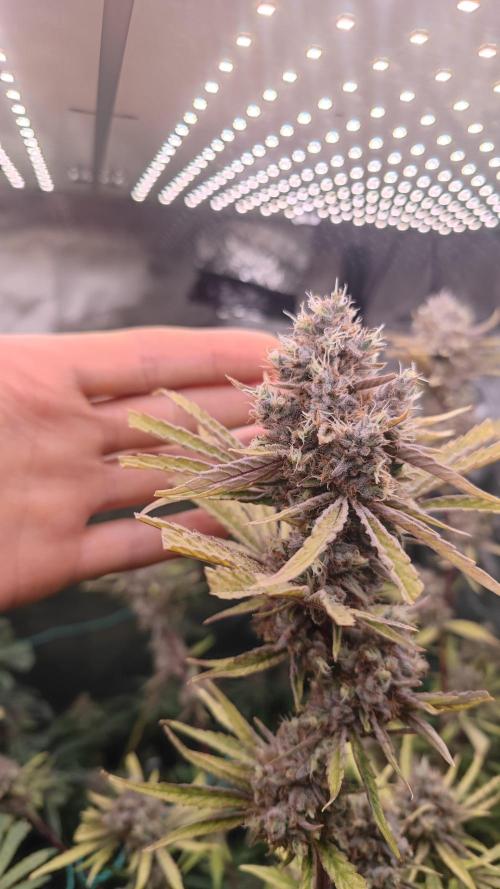 GMO Zkittlez F1 Reg – Ethos | Cycle 2. Week 10