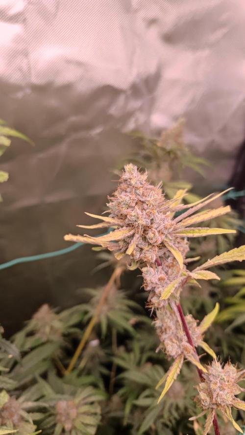 GMO Zkittlez F1 Reg – Ethos | Cycle 2. Week 10