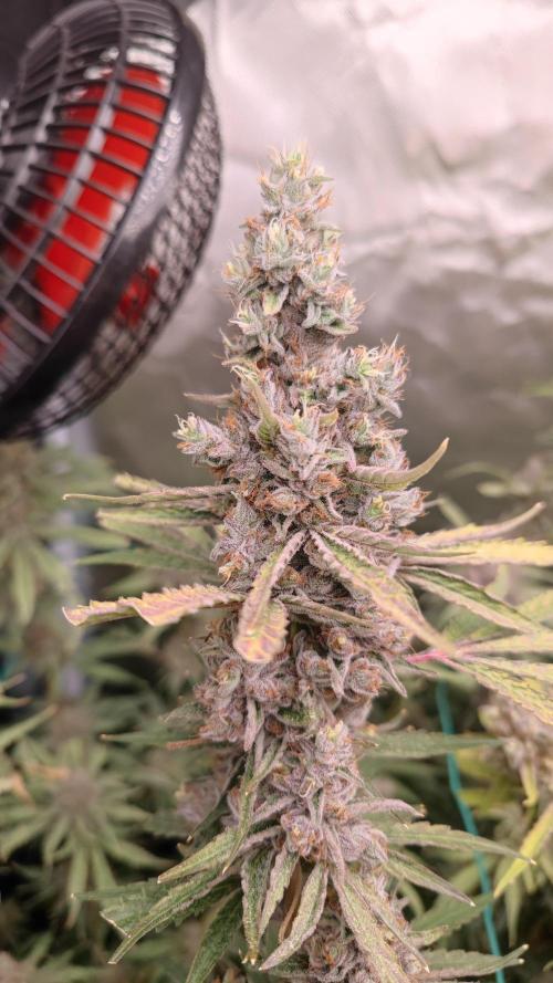 GMO Zkittlez F1 Reg – Ethos | Cycle 2. Week 10