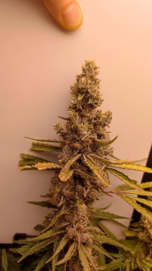 GMO Zkittlez F1 Reg – Ethos | Cycle 2. Week 10