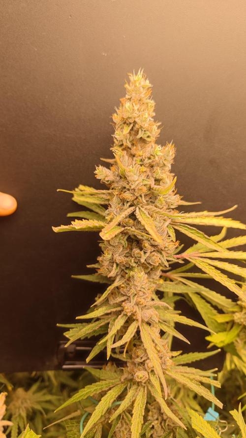 GMO Zkittlez F1 Reg – Ethos | Cycle 2. Week 10