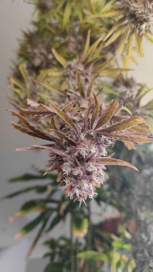 GMO Zkittlez F1 Reg – Ethos | Cycle 2. Week 11