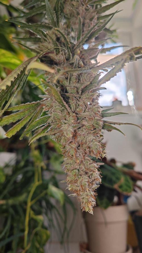 GMO Zkittlez F1 Reg – Ethos | Cycle 2. Week 11