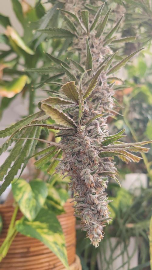 GMO Zkittlez F1 Reg – Ethos | Cycle 2. Week 11