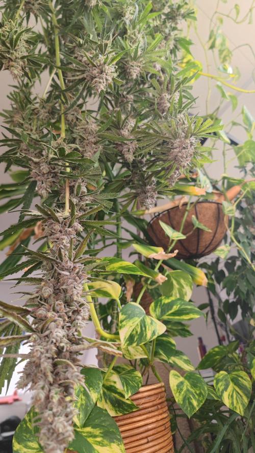 GMO Zkittlez F1 Reg – Ethos | Cycle 2. Week 11