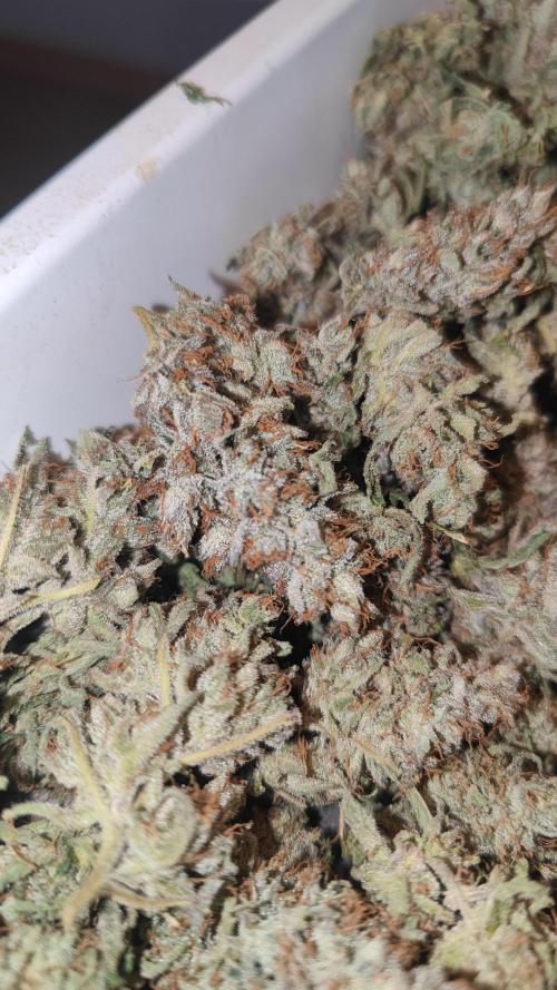 GMO Zkittlez F1 Reg – Ethos | Cycle 2. Week 11