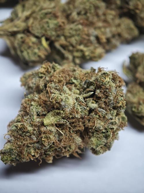 GMO Zkittlez F1 Reg – Ethos | Cycle 2. Week 11