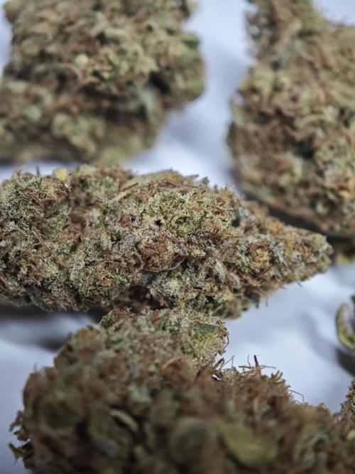 GMO Zkittlez F1 Reg – Ethos | Cycle 2. Week 11