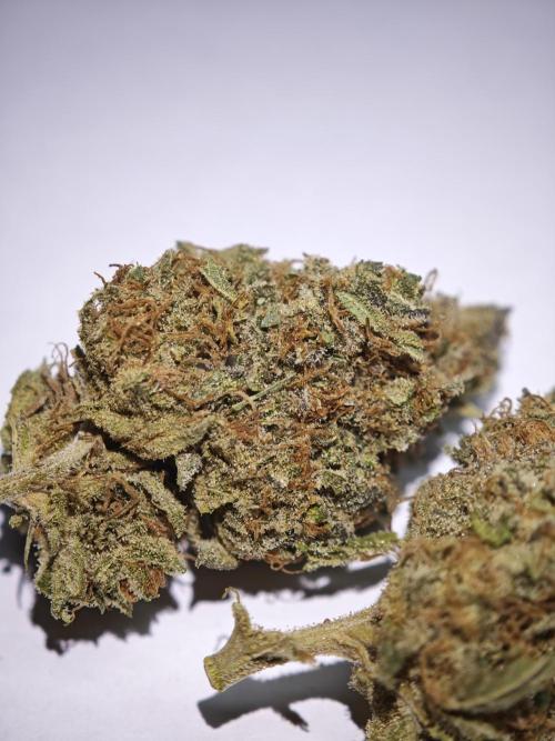 GMO Zkittlez F1 Reg – Ethos | Cycle 2. Week 11