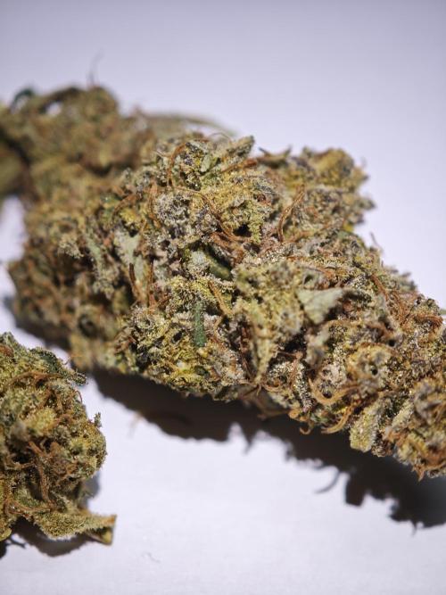 GMO Zkittlez F1 Reg – Ethos | Cycle 2. Week 11