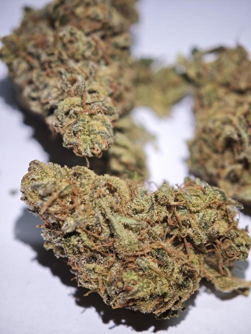 GMO Zkittlez F1 Reg – Ethos | Cycle 2. Week 11