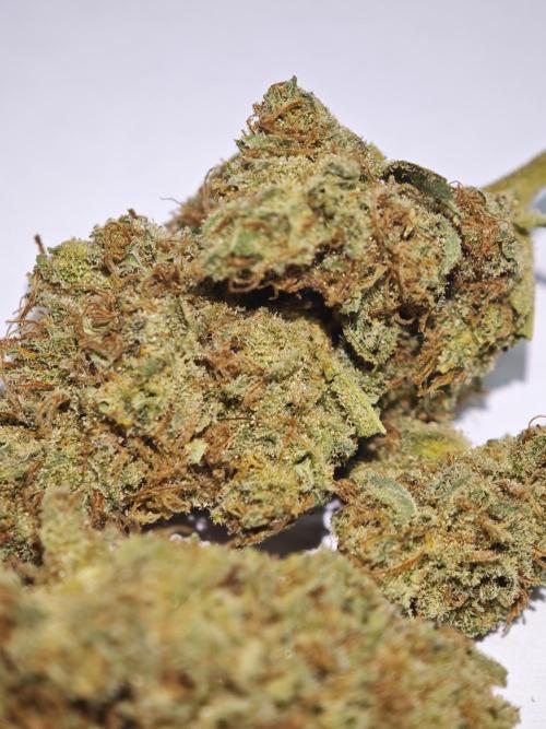 GMO Zkittlez F1 Reg – Ethos | Cycle 2. Week 11