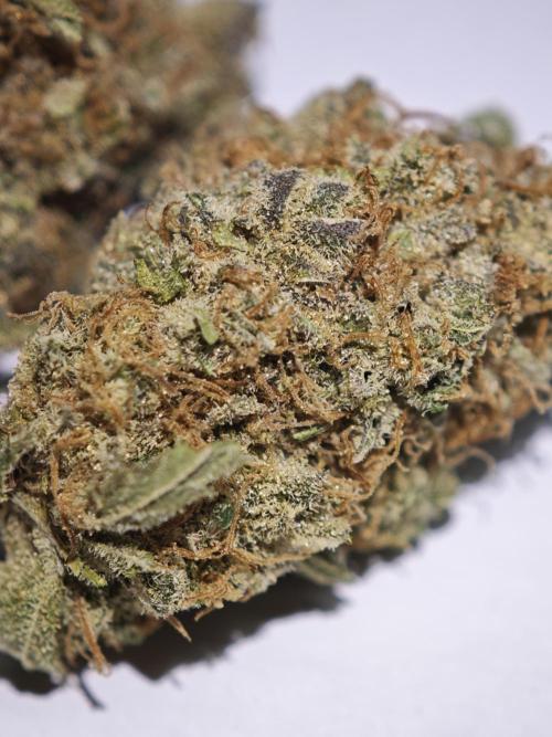 GMO Zkittlez F1 Reg – Ethos | Cycle 2. Week 11