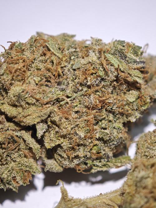 GMO Zkittlez F1 Reg – Ethos | Cycle 2. Week 11