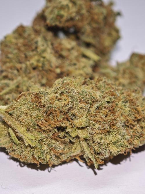 GMO Zkittlez F1 Reg – Ethos | Cycle 2. Week 11