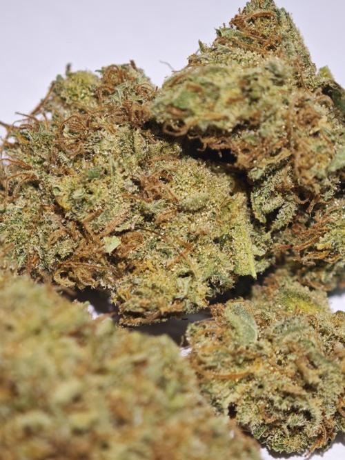 GMO Zkittlez F1 Reg – Ethos | Cycle 2. Week 11