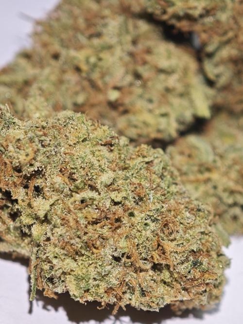 GMO Zkittlez F1 Reg – Ethos | Cycle 2. Week 11