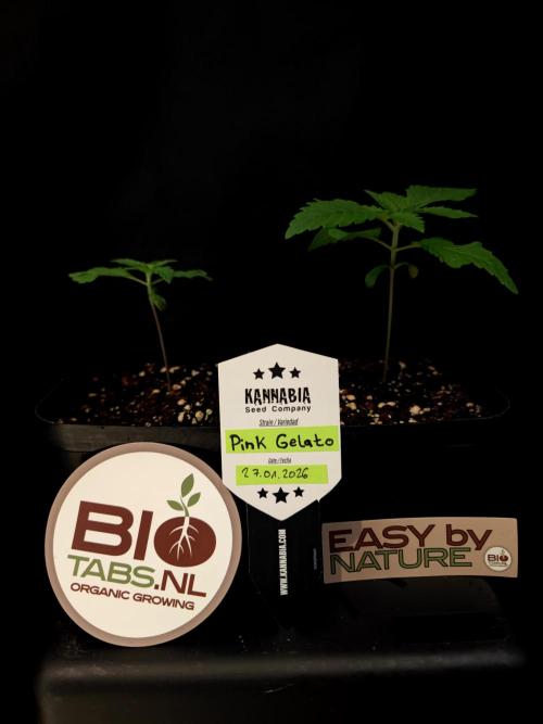 Pink Gelato / Kannabia / Indoor. Week 2