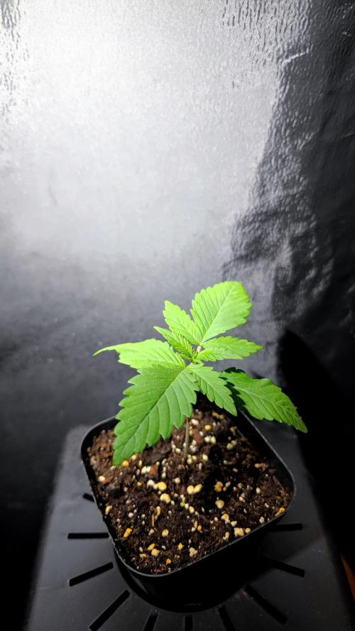 Pink Gelato / Kannabia / Indoor. Week 2