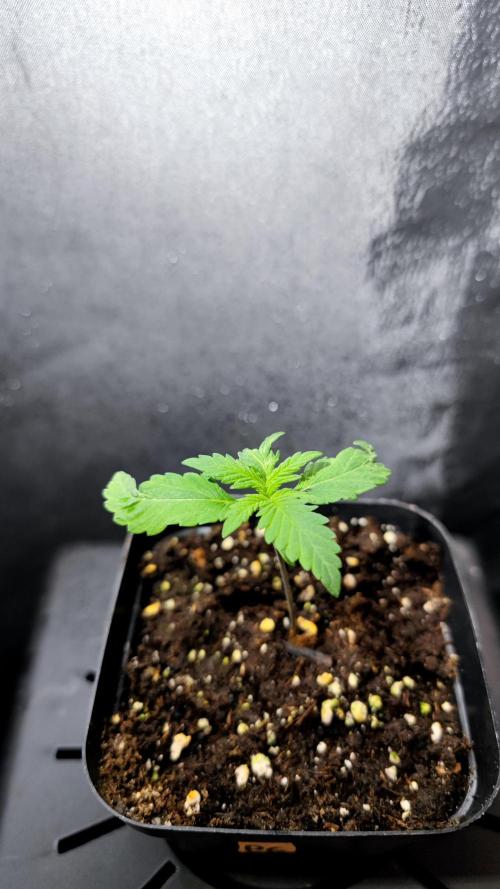 Pink Gelato / Kannabia / Indoor. Week 2