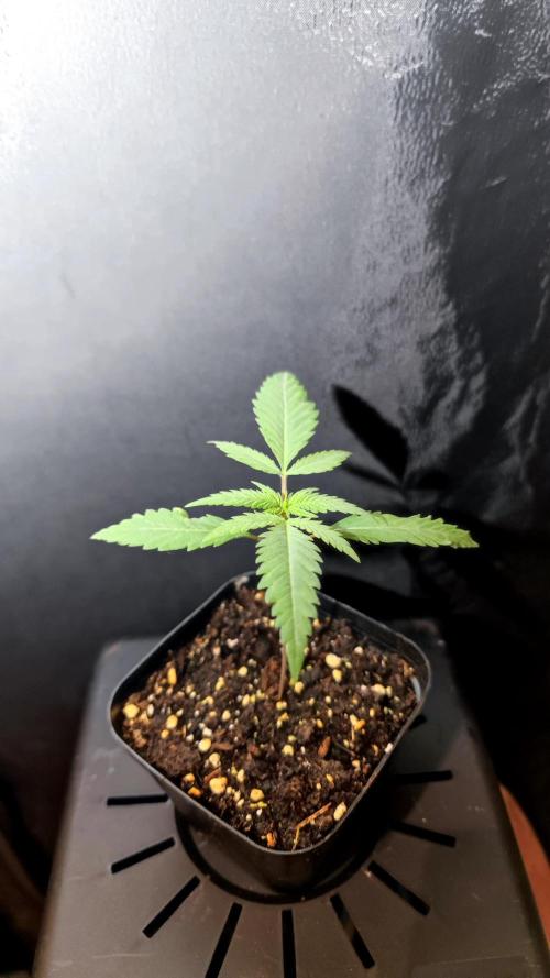 Rainbow Sherbert #11 / Kannabia / Indoor. Week 2