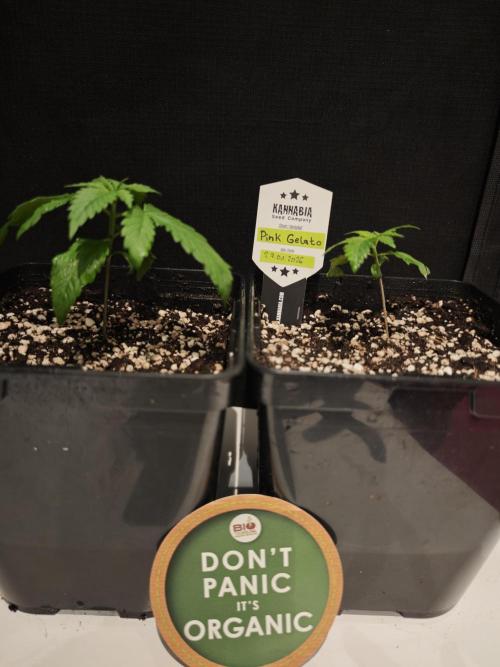 Pink Gelato / Kannabia / Indoor. Week 2