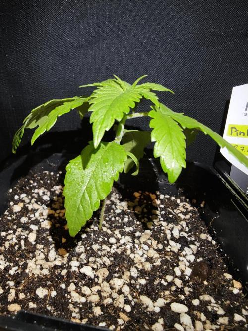 Pink Gelato / Kannabia / Indoor. Week 2