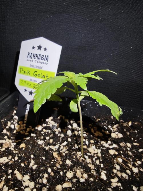 Pink Gelato / Kannabia / Indoor. Week 2